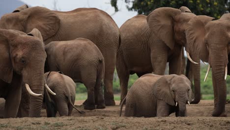 Elephant-calf-sipping-water-among-a-herd-of-elephants