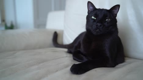 Un-Gato-Negro-Se-Sienta-En-Un-Sofá-De-Cuero-Blanco