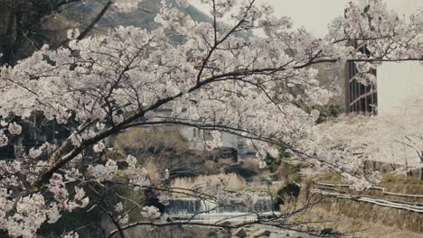Los-Cerezos-En-Flor-En-Primavera-En-Un-Día-Ventoso-Con-Un-Arroyo-Al-Fondo-En-Hakone,-Japón