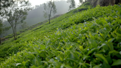 Nahaufnahme-Der-Schönen-Teepflanzen