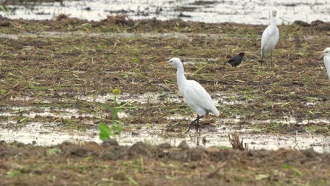 A-great-egret-gracefully-strides-across-the-agricultural-landscape,-wading-and-foraging-for-fallen-crops-and-insect-preys-on-the-harvested-paddy-fields,-slow-motion-close-up-shot