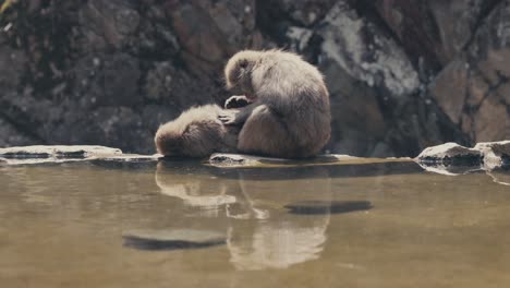Snow-Monkey-Mother-Grooms-Its-Baby---Wide-Shot