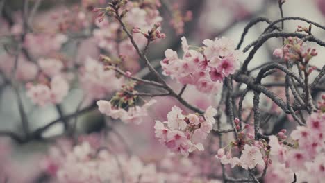 Primer-Plano-De-árboles-De-Sakura-Con-Flores-Rosadas-Que-Florecen-En-Primavera-En-Tokio,-Japón