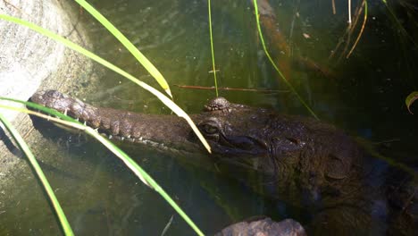 Un-Cocodrilo-De-Agua-Dulce,-Crocodylus-Johnstoni-Sumergido-En-El-Agua,-Primer-Plano