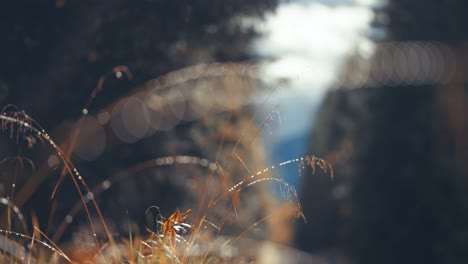 Wispy-dry-grass-on-the-blurry-background