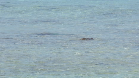 Vista-Lejana-De-La-Cola-De-Un-Pez-Loro-Sobre-El-Agua-En-El-Claro-Mar-De-Los-Roques.