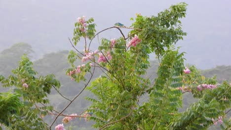 Paar-Graublaue-Gerber-Stehen-Auf-Den-Ästen-Eines-Baumes-Mit-Rosa-Blättern,-Kolumbianischer-Dschungel