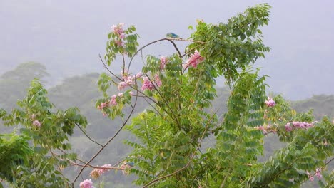 Pair-of-gray-blue-tanners-standing-on-the-branches-of-a-tree-with-pink-leaves,-colombian-jungle