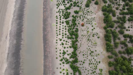Eine-Jhau-Baumplantage-Entlang-Der-Sandküste-Von-Kuakata-Beach,-Bangladesch,-Zeigt-Wiederaufforstungsbemühungen,-Luftaufnahme