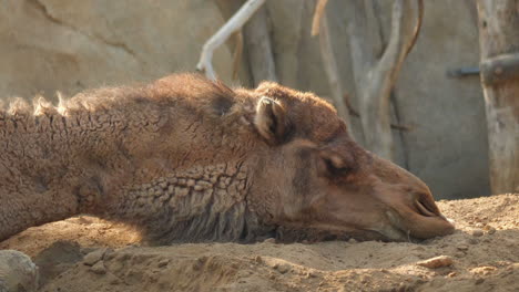 Camel-sleeping-on-soft-soil-closeup-view-at-San-Diego-Zoo,-California,-USA