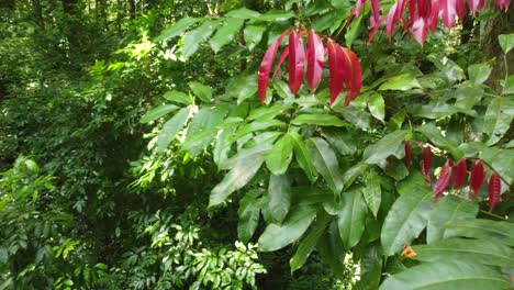 Vibrantes-Plantas-Rojas-Y-Verdes-En-La-Exuberante-Minca,-Selva-Colombiana,-Luz-Del-Sol-Filtrándose