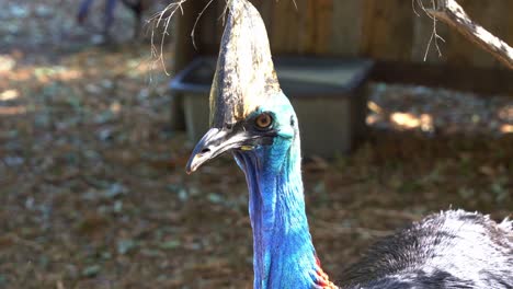 Südlicher-Kasuar,-Casuarius-Casuarius,-Der-Neugierig-Durch-Die-Umgebung-Streift,-Nahaufnahme-Eines-Großen-Flugunfähigen-Schwarzen-Vogels