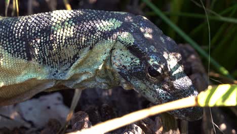 Un-Monitor-De-Encaje,-O-árbol-Goanna,-Con-Una-Apariencia-Opaca-De-Color-Negro-Azulado,-Arrastrándose-Y-Moviendo-La-Lengua-En-Un-Primer-Plano