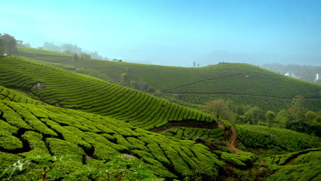 beautiful-panoramic-view-of-misty-tea-plantation-in-morning