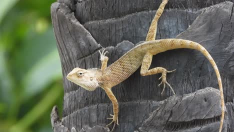 Lizard-waiting-for-hunt---finding-food-