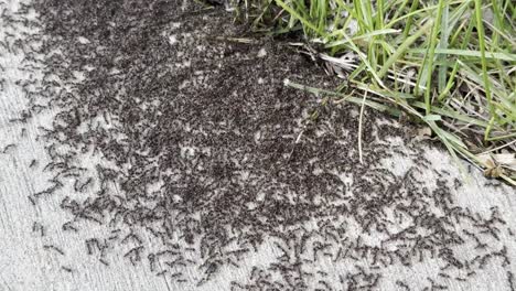 Hundreds-Of-Ants-On-Concrete-Sidewalk-near-Grass