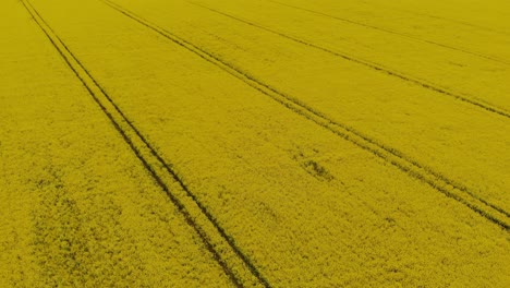 Slowly-uprising-areal-drone-shot-over-the-rapeseed-field