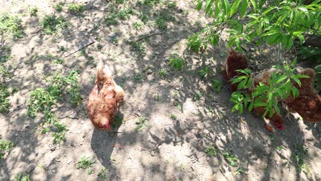 Muchas-Gallinas-Rojas-En-Un-Día-De-Verano-En-El-Pueblo.