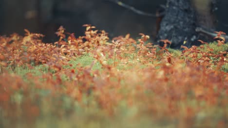 La-Colorida-Maleza-En-El-Suelo-En-El-Bosque-De-Otoño.