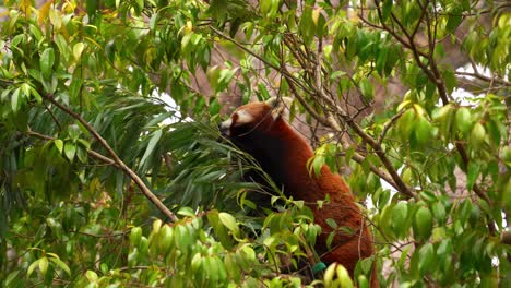 Roter-Panda-Knabbert-Tagsüber-An-Blättern,-Während-Er-Hoch-Oben-In-Einem-üppigen,-Grünen-Baumdach-Thront
