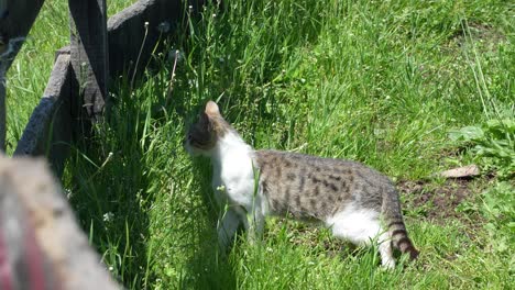 Cat-standing-in-a-grass-partially-shaded-by-a-wooden-fence