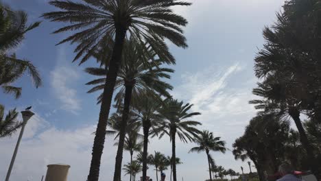 Palmen-Vor-Einem-Hellen-Himmel-über-Miami-Beach,-Mit-Sonnenlicht,-Das-Durch-Die-Blätter-Fällt