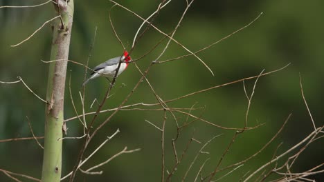 Un-Cardenal-De-Cresta-Roja-Posado-Sobre-Una-Rama-Delgada-Sobre-Un-Fondo-Verde-Exuberante