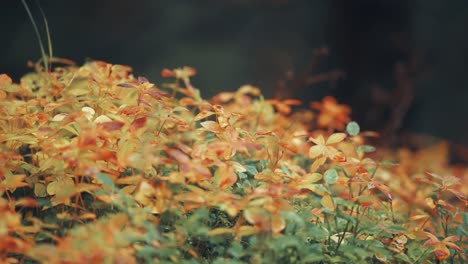 Maleza-Colorida-En-El-Bosque-De-Otoño