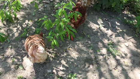 Many-red-chickens-on-a-summer-day-in-the-village