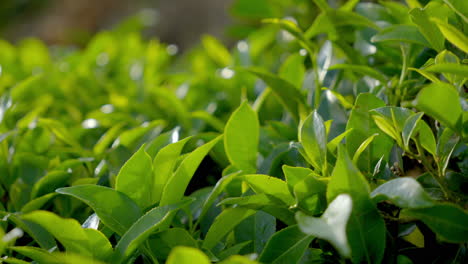 beautiful-tea-plants