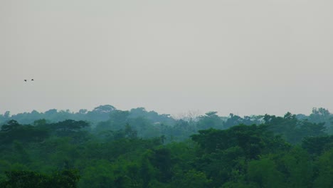 Dense-tropical-rainforest-canopy-with-mist,-likely-early-morning-or-evening,-tranquil-scene