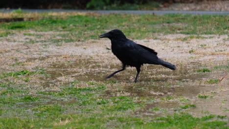 A-black-crow-walking-on-the-grassy-yard-lawn
