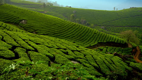 beautiful-panoramic-view-of-misty-tea-plantation-in-morning