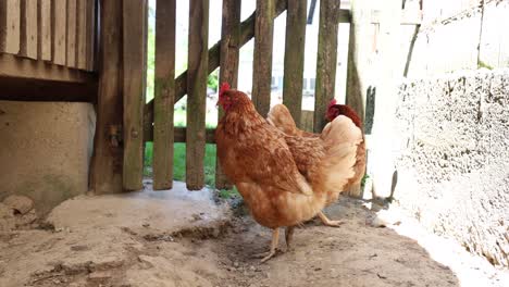 Many-red-chickens-on-a-summer-day-in-the-village