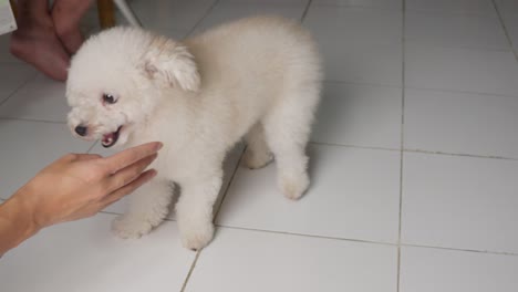 Lindo-Y-Adorable-Perro-Caniche-Toy-Jugando-Con-El-Dueño-En-El-Interior