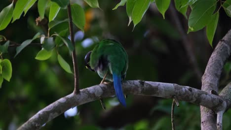 Seen-from-its-back-looking-around-and-shaking-its-head-while-perched-on-a-branch,-Long-tailed-Broadbill-Psarisomus-dalhousiae