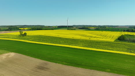 Luftaufnahme-Eines-Lebendigen-Rapsfeldes,-Das-Sich-Unter-Einem-Klaren-Blauen-Himmel-In-Die-Ferne-Erstreckt