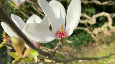 Magnolia-blossom-showing-the-structure-of-the-flower