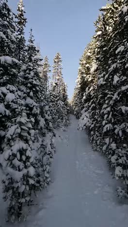 FPV-race-drone-flies-through-narrow-snow-covered-tree-passage