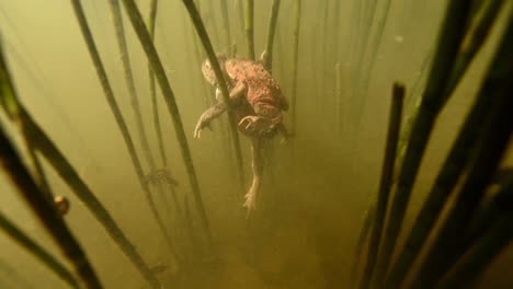 Underwater-view-of-two-toads-mating-in-muddy-pond,-in-clump-of-grass