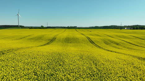 Close-up-aerial-view-of-a-rapeseed-field-in-full-bloom