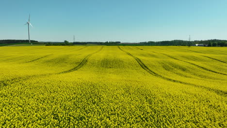 Vista-Aérea-De-Primer-Plano-De-Un-Campo-De-Colza-En-Plena-Floración