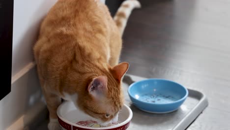 El-Gato-Atigrado-Naranja-Interior-Bebe-Agua-Y-Mira-Felizmente