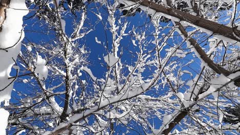 Die-Langsame-Rotation-Fängt-Schneebedeckte-Äste-Vor-Einem-Strahlend-Blauen-Himmel-Ein