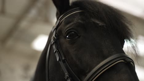 Close-up-of-a-black-horse's-face-wearing-a-bridle,-with-focus-on-its-eye