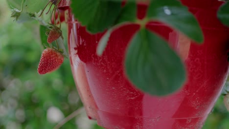Nahaufnahme-Von-Erdbeeren,-Die-In-Einem-Roten-Hängetopf-Wachsen