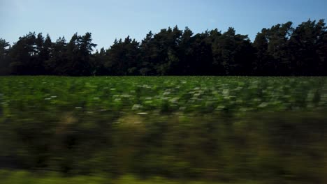 Gotland-island-fields-and-forest,-side-view-from-moving-car