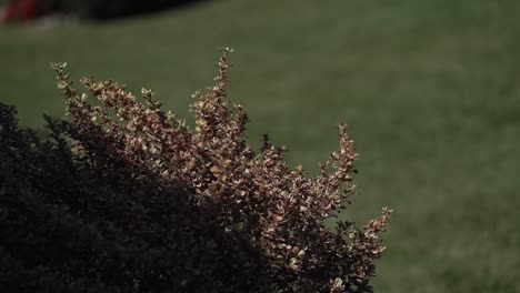 Nahaufnahme-Eines-Busches-Mit-Rötlichen-Blättern-Vor-Einem-Verschwommenen-Grünen-Grashintergrund