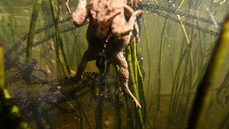 Underwater-close-up-of-two-toads-in-process-of-mating,-laying-eggs-in-murky-pond