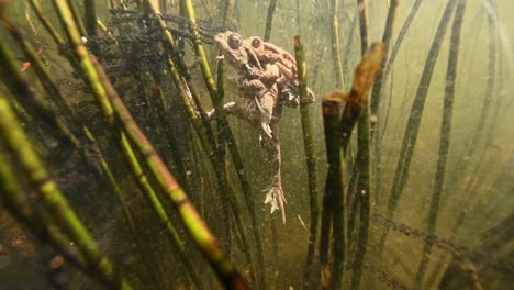 Zwei-Kröten-Ruhen-Sich-Nach-Der-Paarung-Im-Teich-Aus,-Legen-Ihre-Eier-Im-Schilf-Ab-Und-Schwimmen-An-Die-Oberfläche